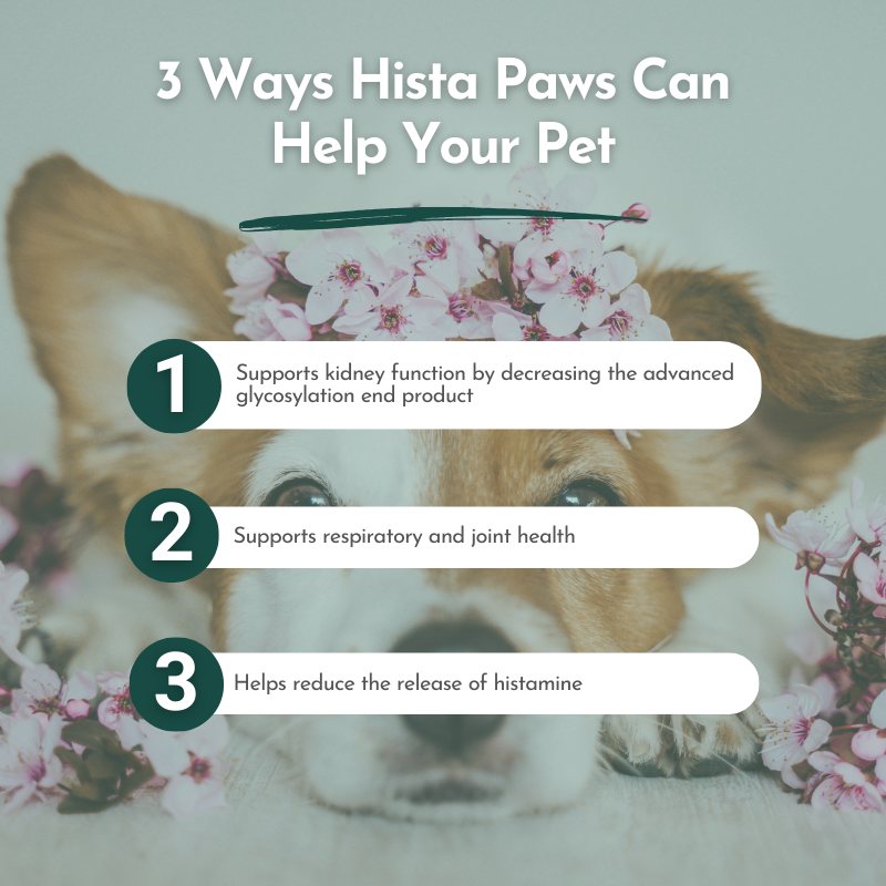 Hista Paws with Quercetin for Dogs and Cats
