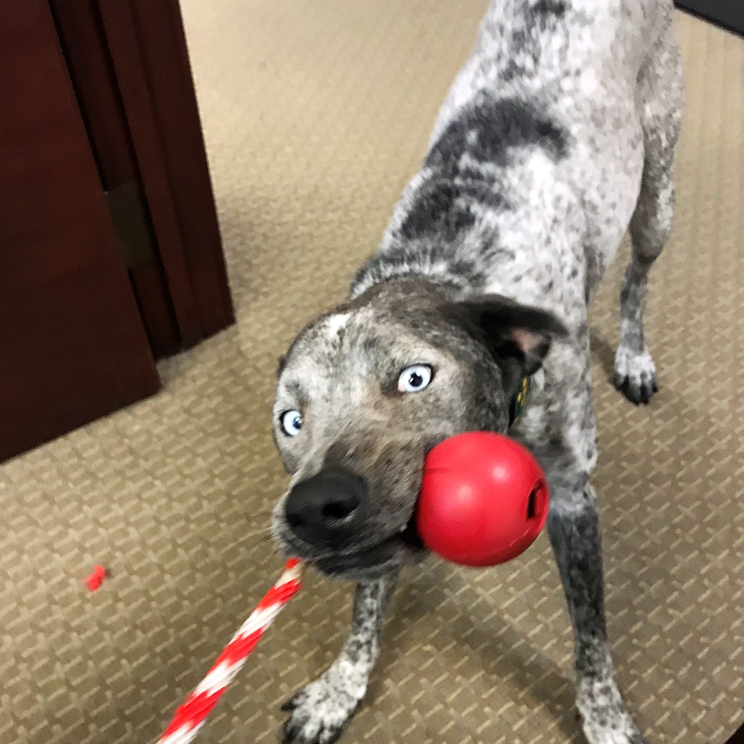 USA-K9 Cherry Bomb Rubber Dog Chew Toy | K9 Handler Reward Toy | Blue | USA Made