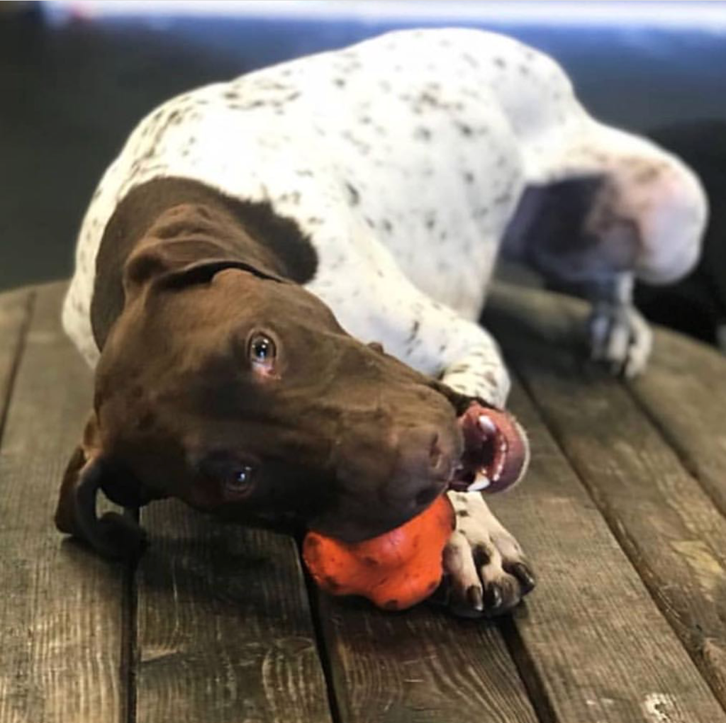 Crazy Bounce Rubber Dog Chew Toy for Power Chewers | Retrieving Ball | USA Made